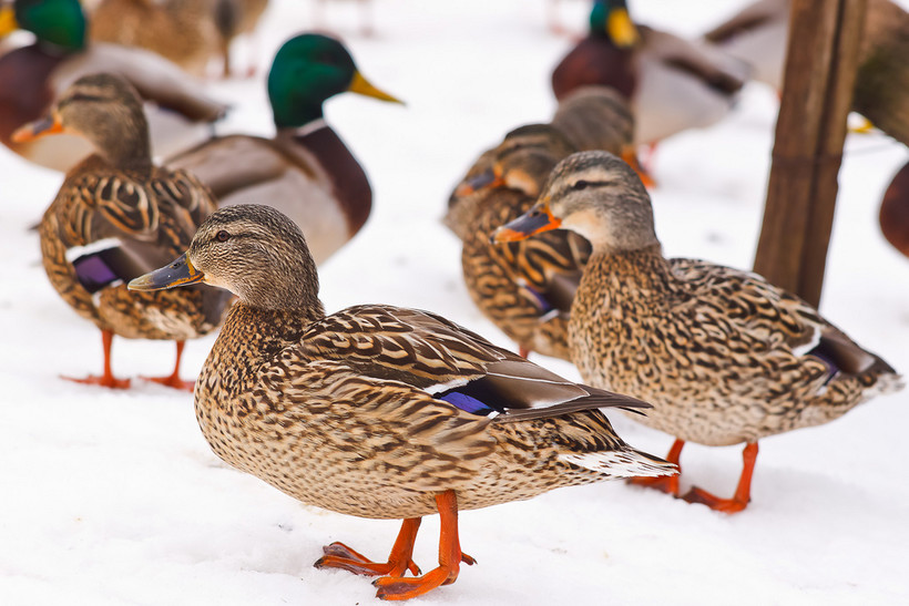 Cold Temperatures, Thick Ice Causing Problems For State's Ducks