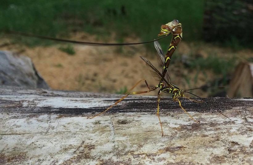 giant ichneumon wasps look