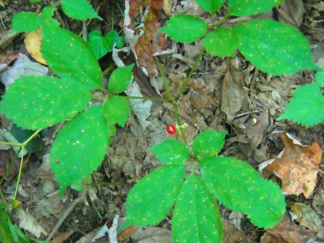Yearlong Dnr Probe Leads To Citations For Illegal Ginseng Harvesting Wisconsin Public Radio