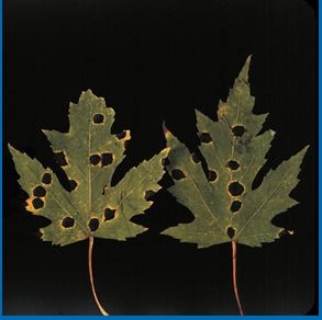 Look Out Plants Garden Diseases Can Cause Big Trouble Wisconsin Public Radio