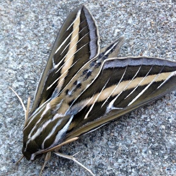 Expert It S A Banner Year For Whitelined Sphinx Moths In Wisconsin Wisconsin Public Radio