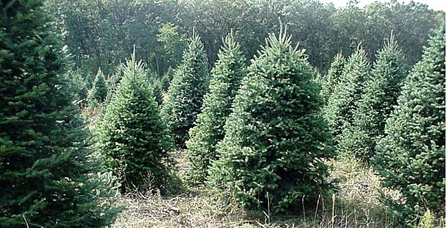 Christmas Tree Farms Doing Quite Well Wisconsin Public Radio