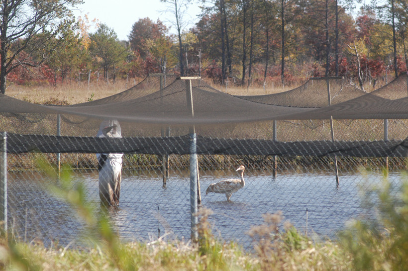 Black Flies Disturbing Nesting Whooping Cranes Wisconsin Public Radio