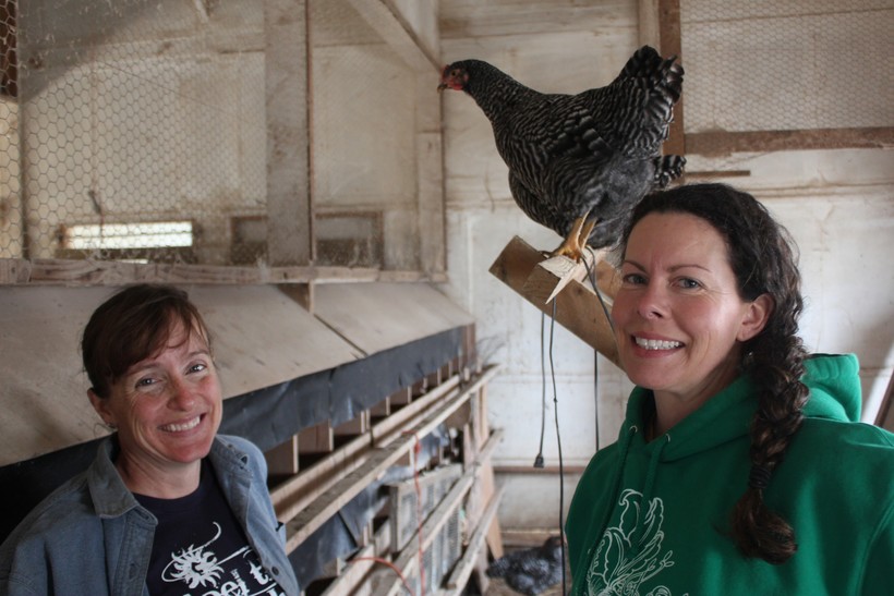 Eau Claire Business Rents Chickens To Urban Farmers Wisconsin Public Radio