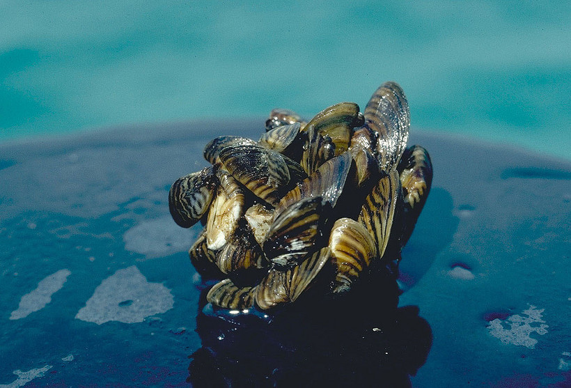 Pesticide That Kills Zebra, Quagga Mussels May Be Tested On Northern