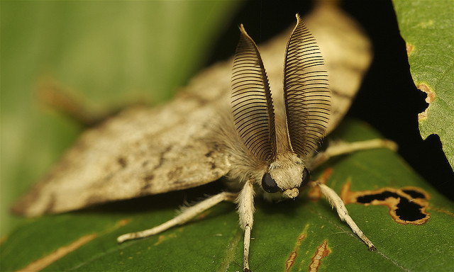 Type Of Brown Moth And Stream