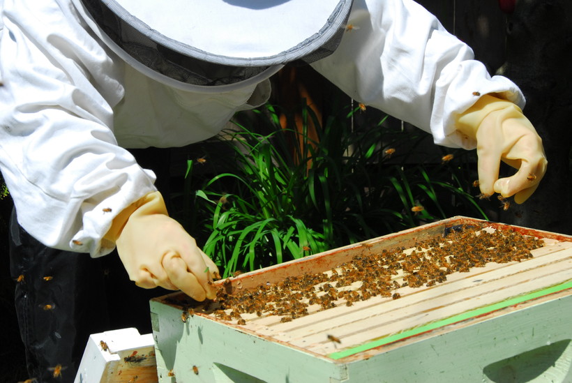 Wisconsin Beekeepers See Major Honeybee Hive Losses Wisconsin Public