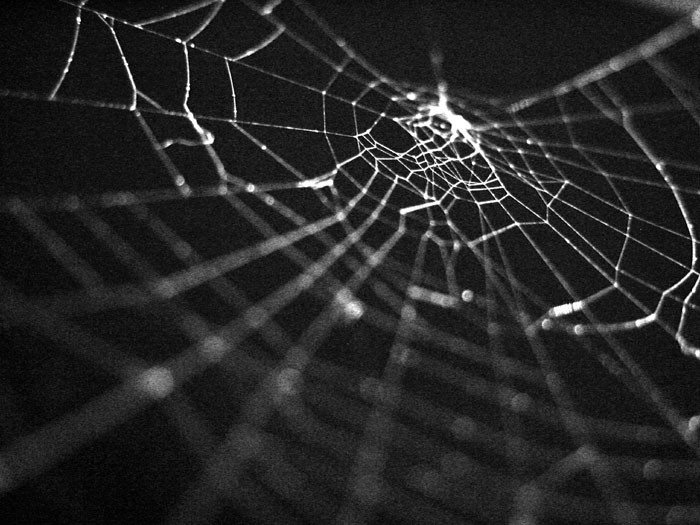 Where Do Spiders Go In The Winter Wisconsin Public Radio
