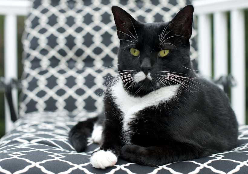 why cats stop using their litter box