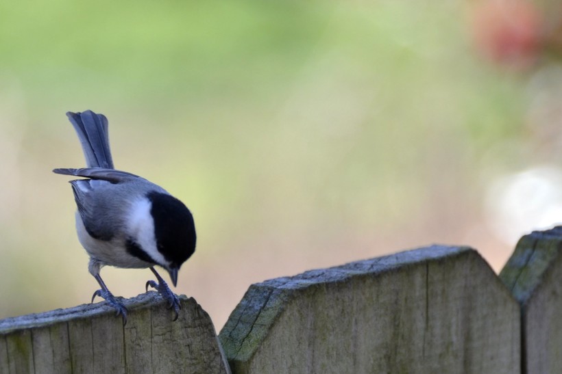 The Great Backyard Bird Count Wisconsin Public Radio