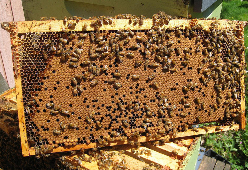 Could Backyard Beekeeping Help Pollinate Your Neighborhood