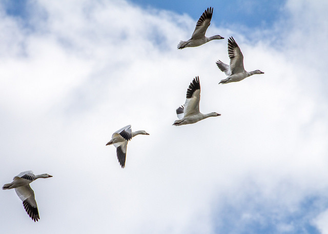 A Guide To Wisconsin Springtime Bird Migration | Wisconsin Public Radio A Guide To Wisconsin Springtime Bird Migration | Wisconsin Public Radio