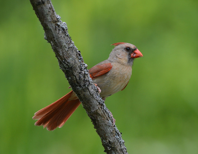 New Book Offers Helpful Guide To Identifying Birds Wisconsin Public Radio