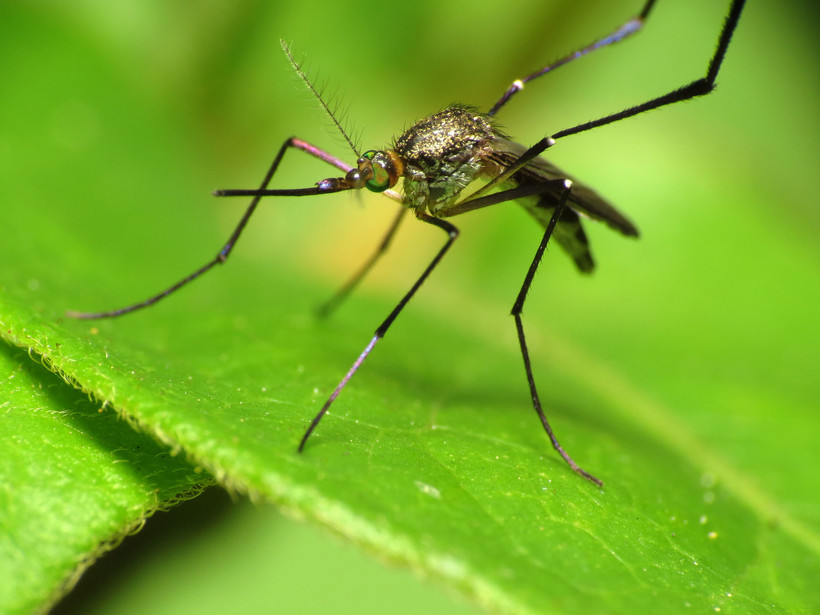 How Bad Are Wisconsin's Mosquitoes This Year? Wisconsin Public Radio