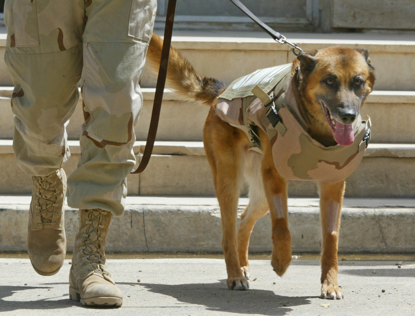 belgian malinois military dog