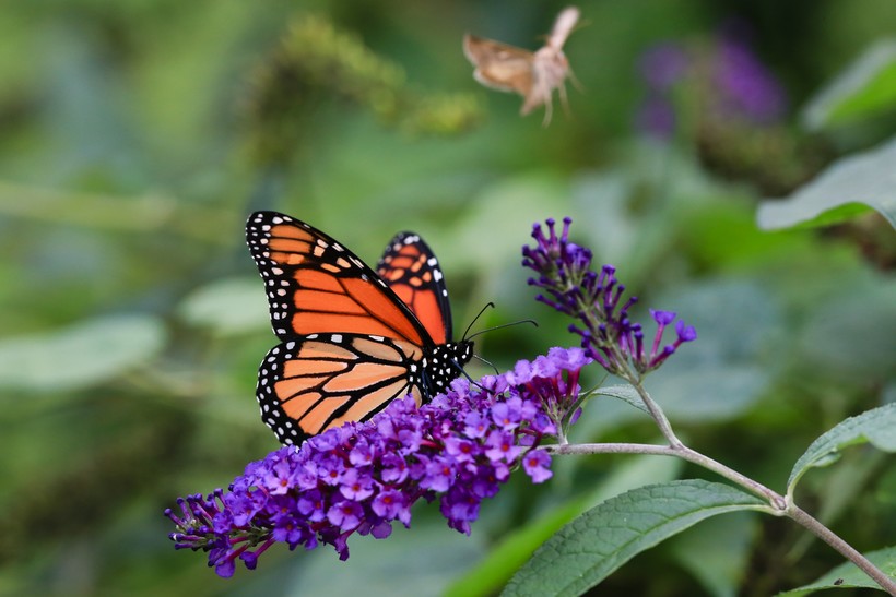Zed Dialogue What Flowers Do Monarch Butterflies Like 26 Flowers And