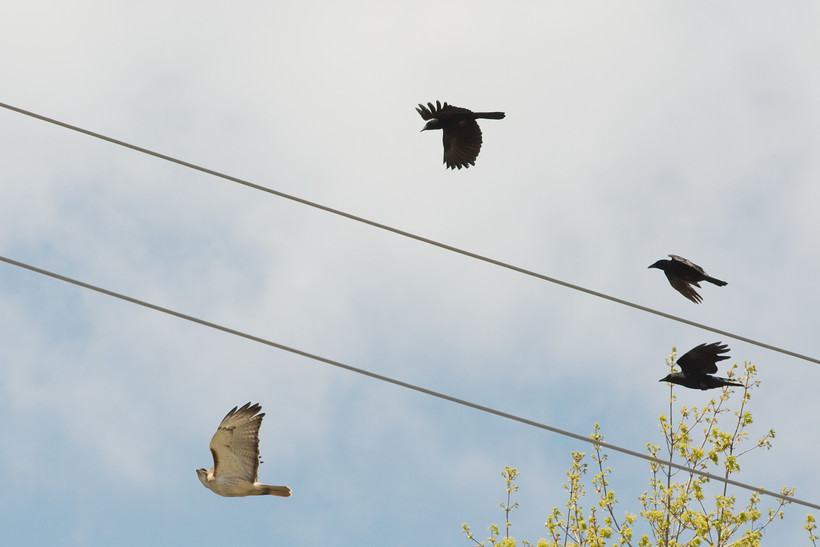Why Do Crows Attack Hawks Wisconsin Public Radio