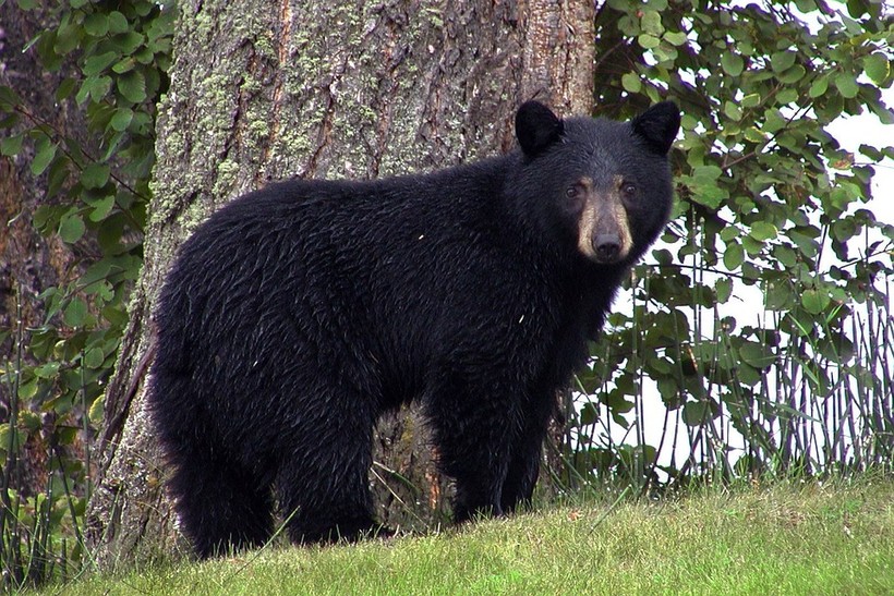 Black Bear Range Expanding In Wisconsin Wisconsin Public Radio