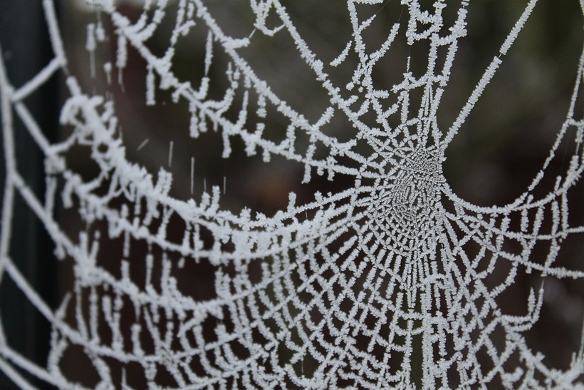 What Happens To Spiders In The Winter? Wisconsin Public Radio