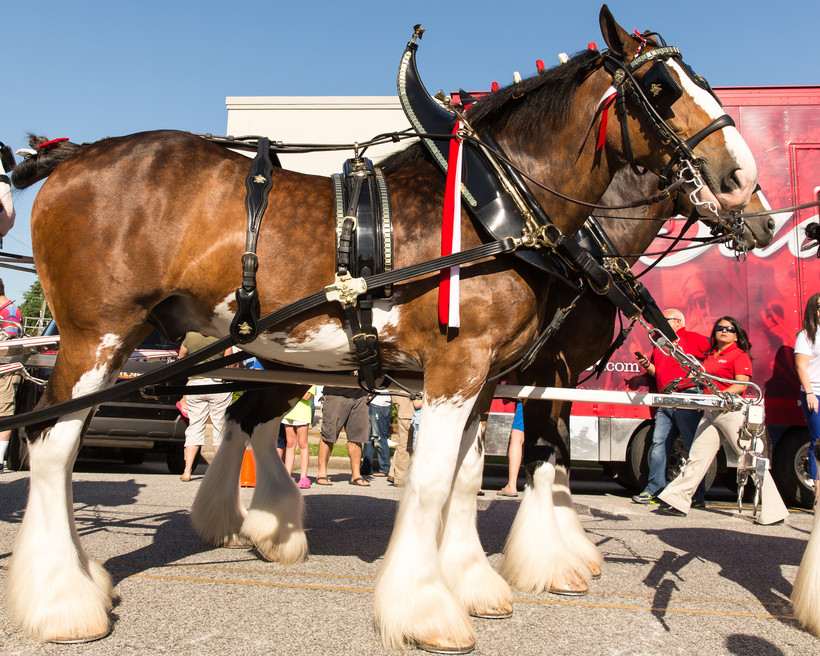 Affordable Care Act Dollars, World Clydesdale Show In Wisconsin, Is