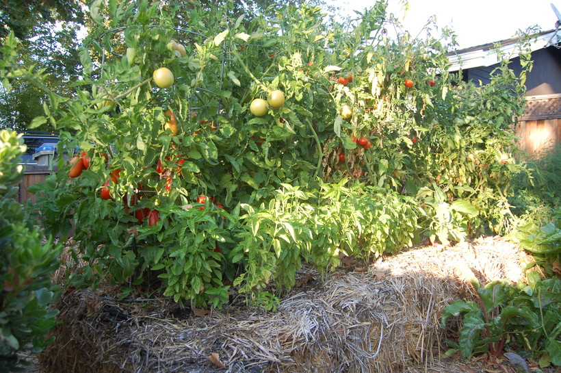 garden talk straw bale