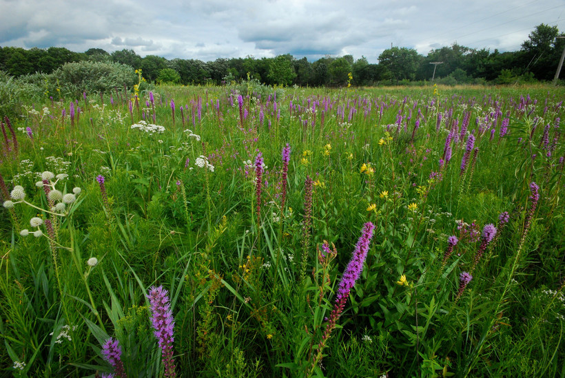 Garden Talk Native Prairie And Woodland Gardens Wisconsin Public Radio