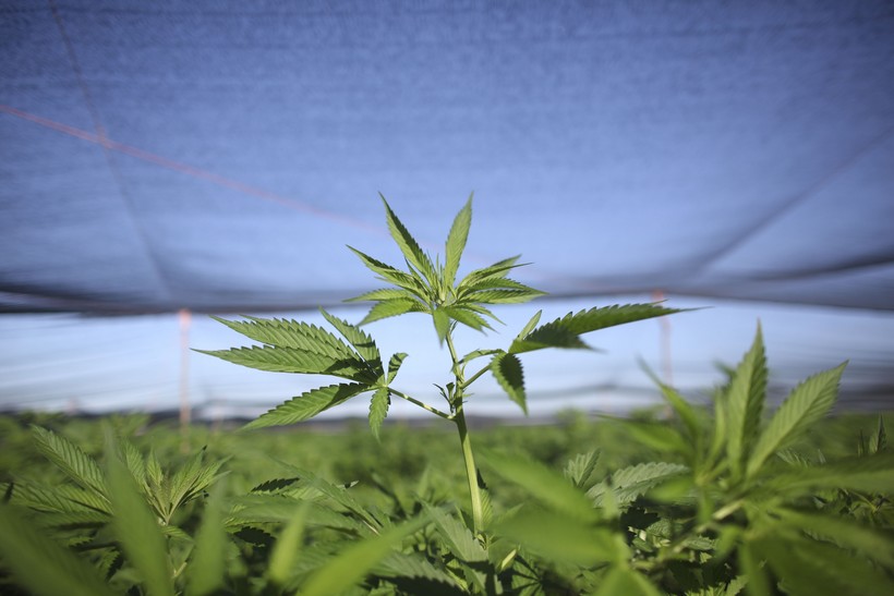 an argument against legalization of marijuana an argument against legalization of marijuana