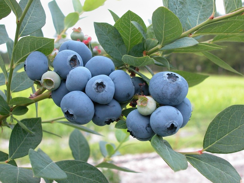 Garden Talk Growing Blueberries Wisconsin Public Radio